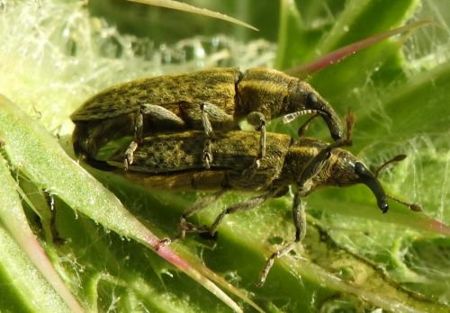 Réf. 283 967 : Lixus filiformis